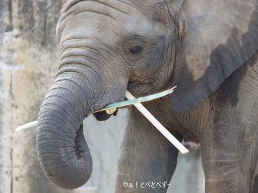 日本で最年少のアフリカゾウの子ゾウの砥愛:愛媛とべ動物園県立