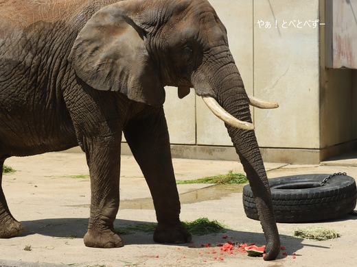 多摩動物公園アフリカゾウ：砥夢くんのお母さん象リカ