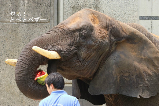 スイカが大好きなアフリカ象のリカ母さん
