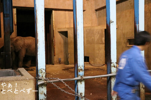 とべ動物園イベント:夜の動物園(秋の部)