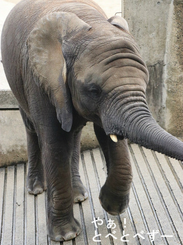 とべ動物園アフリカゾウ：砥愛ちゃん（メス、５歳）