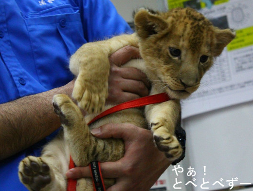 2015.2.12に誕生したライオンの赤ちゃん：愛媛とべ動物園