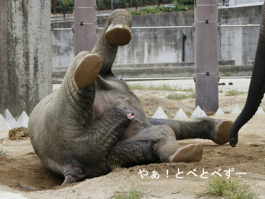 とべ動物園ブログ：ゾウ、ホッキョクグマ、レッサーパンダ、ライオン