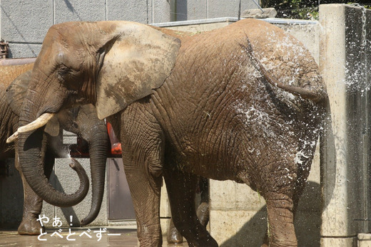 とべ動物園アフリカゾウ:リカ母さん(メス、推定31歳)