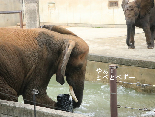 アフリカゾウ、アジアゾウ大好きブログ：やぁ！とべとべずー