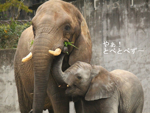 とべ動物園アフリカゾウのブログ：やぁ！とべとべずー