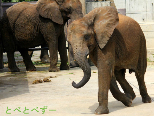 とべ動物園新施設チンパンジーの森オープン間近