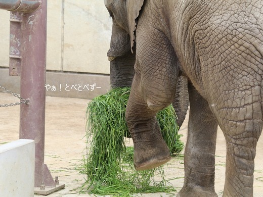 とべ動物園ブログ：やぁ！とべとべずー