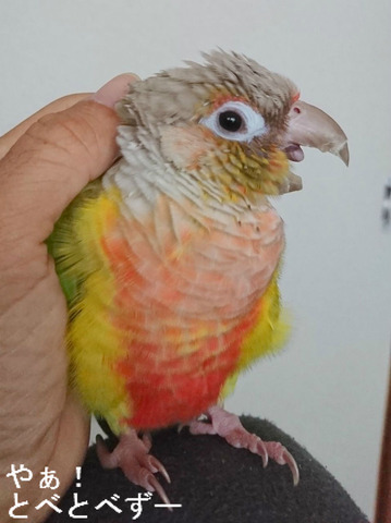 ウロコインコ(パイナップル)の『もみじ』さん