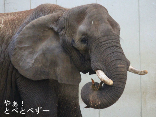 最近10年間で日本の動物園で生まれたアフリカゾウは3頭