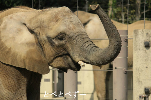 とべ動物園アフリカゾウ:媛(ひめ)ちゃん