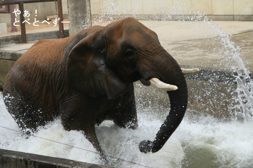 とべ動物園ブログ：ゾウ、ホッキョクグマ、ライオン、サーバル