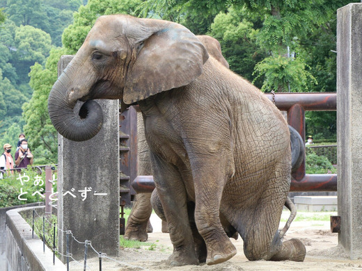 とべ動物園アフリカゾウのブログ：やぁ！とべとべずー