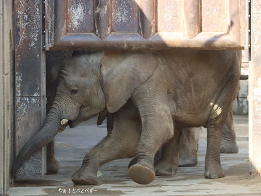 とべ動物園アフリカゾウ：砥愛ちゃん（メス、１０歳）