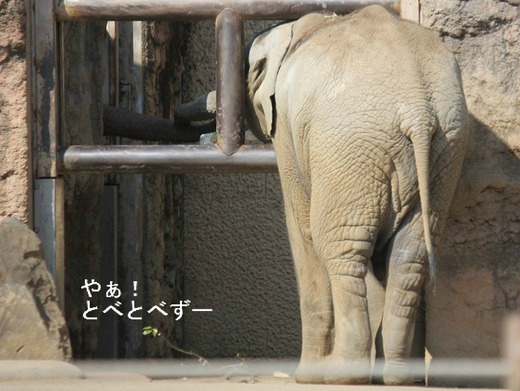 多摩動物公園アフリカゾウ：砥夢くんとアコさんの触れ合い