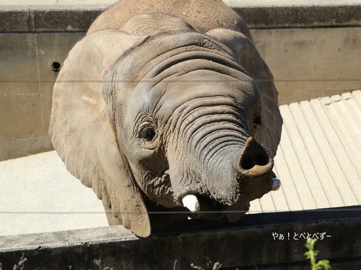 とべ動物園アフリカゾウのブログ:やぁ!とべとべずー