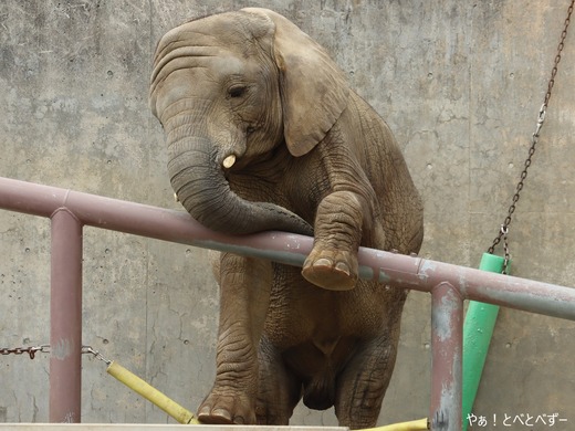 とべ動物園アフリカゾウのブログ：やぁ！とべとべずー