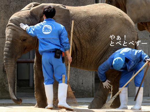 アフリカゾウのレジェンド飼育員さんと新人飼育員さん