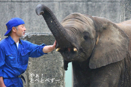 とべ動物園アフリカゾウ砥愛ちゃんお誕生会