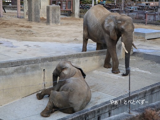 とべ動物園アフリカゾウ:アフ、リカ、媛、砥夢、砥愛