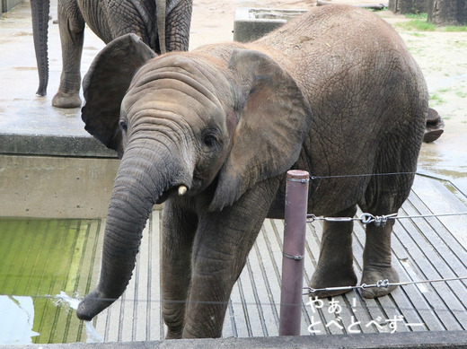 とべ動物園ブログ：砥愛、ティア、フー、ウララ、ルビー