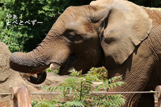 砥夢くんのお母さんゾウ：リカさん（とべ動物園）