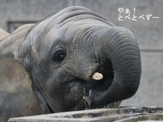 とべ動物園ブログ:やぁ!とべとべずー