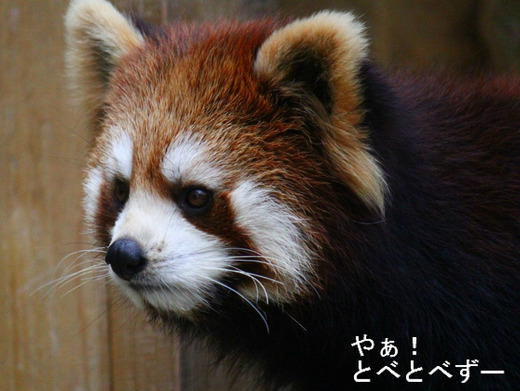 とべ動物園レッサーパンダ：コウメ