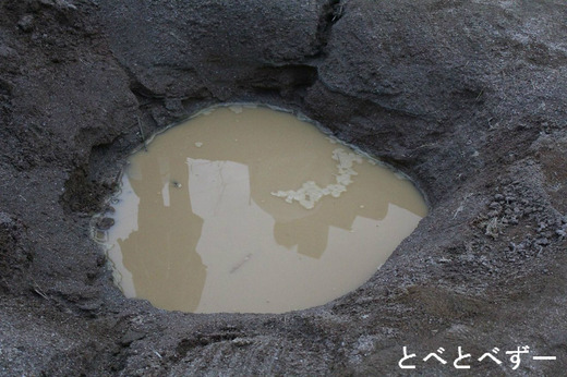 とべ動物園アフリカゾウ：アフ（28歳）