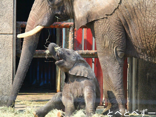 ゾウの写真満載のブログ:やぁ!とべとべずー