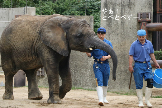 とべ動物園アフリカゾウ：砥愛ちゃん（メス、５歳）