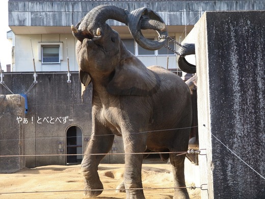 日本で唯一血縁関係のあるアフリカゾウの親子が暮らす愛媛とべ動物園
