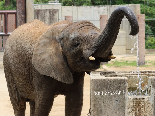 アフリカゾウ大好きブログ:やぁ!とべとべずー