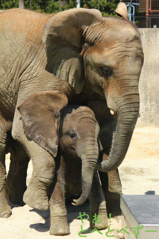 とべ動物園アフリカゾウの仲良し姉妹：媛ちゃん、砥愛ちゃん