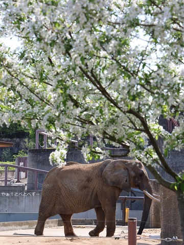 アフリカゾウと姫リンゴの花@愛媛県立とべ動物園