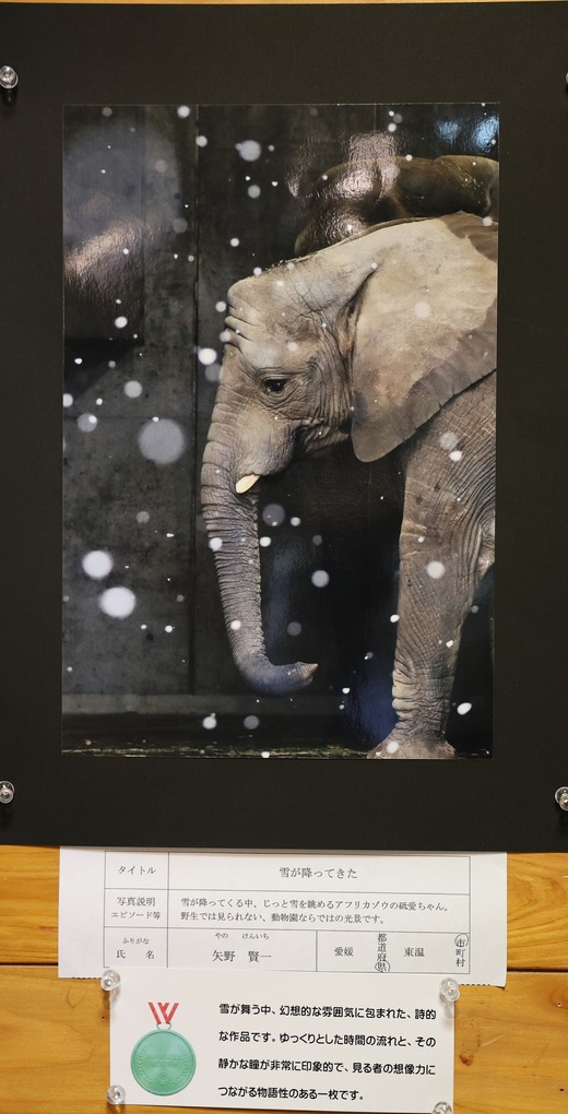 第14回とべ動物園写真コンクールで入賞（佳作）