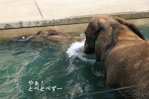 プールで遊ぶアフリカゾウが見られる愛媛県立とべ動物園