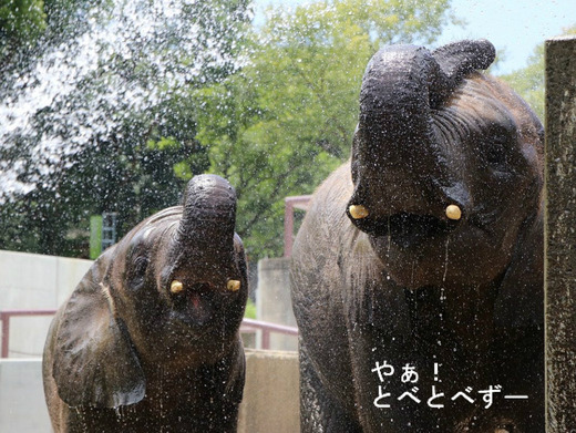 とべ動物園アフリカゾウ:アフ、リカ、媛、砥夢、砥愛