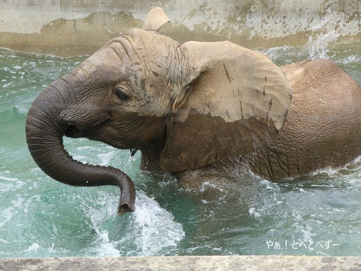 アフリカゾウ大好きブログ:やぁ!とべとべずー