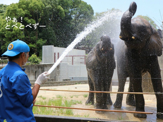 NHK「アフリカゾウの家族をつくる」に登場の椎名さん