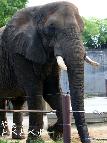 とべ動物園アフリカゾウ:リカ(母、推定29歳)