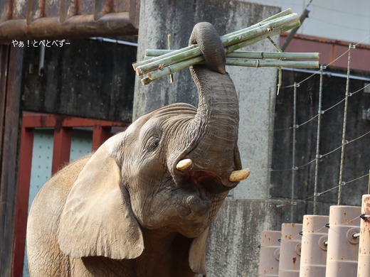 日本で唯一アフリカゾウの子象が見られる愛媛とべ動物園
