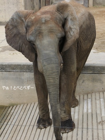 とべ動物園アフリカゾウのブログ：やぁ！とべとべずー