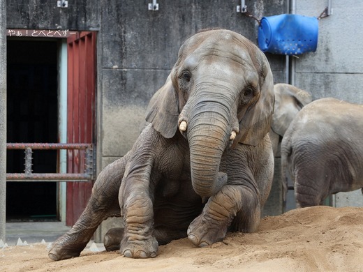とべ動物園アフリカゾウのブログ:やぁ!とべとべずー