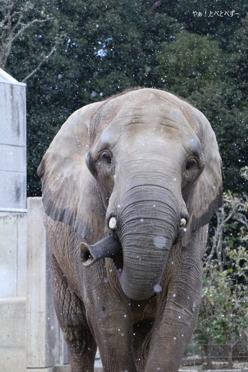 とべ動物園ブログ：やぁ！とべとべずー