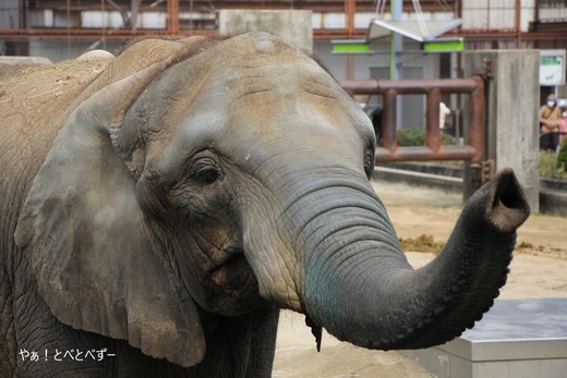 とべ動物園アフリカゾウ：媛ちゃん（メス、14歳）