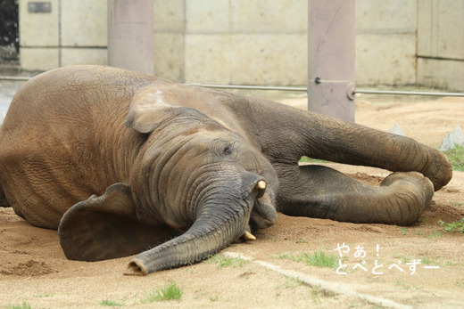 とべ動物園ブログ:やぁ!とべとべずー