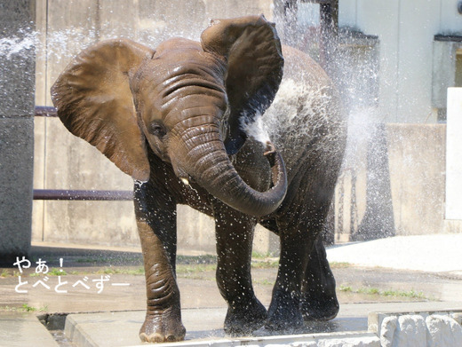 とべ動物園アフリカゾウ：砥愛ちゃん（メス、４歳）