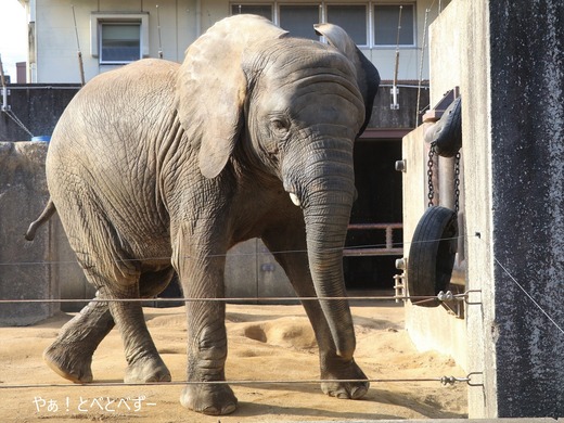 とべ動物園アフリカゾウのブログ：やぁ！とべとべずー