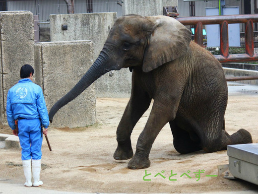 とべ動物園（愛媛）におけるゾウの訓練の様子